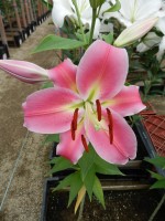 [4502 PO90 LUN 4334 No02.JPG]